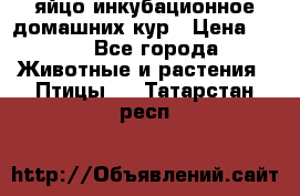 яйцо инкубационное домашних кур › Цена ­ 25 - Все города Животные и растения » Птицы   . Татарстан респ.